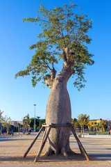 Keuken foto achterwand Baobab Tree Baoba with supports (Adansonia digitata)