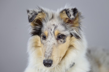 Fototapeta premium Collie Baby