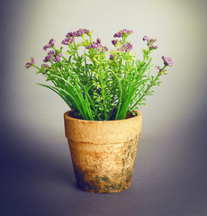 flower in pot on grey background