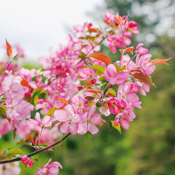 Pink flowers on branches. Tree in spring.