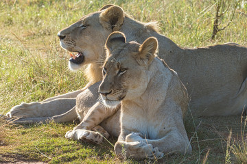 Lionesses Basking In The Sun