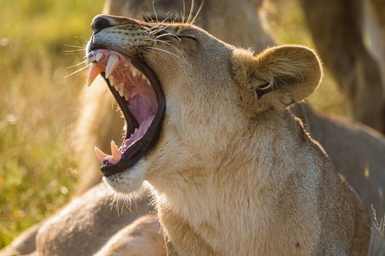 Teeth Of a Lioness