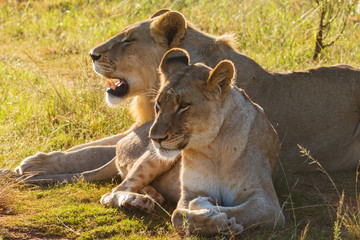 A Pair Of African Lions