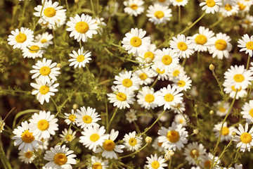 Fototapeta premium Field of daisy flowers