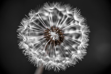 Dandelion closeup