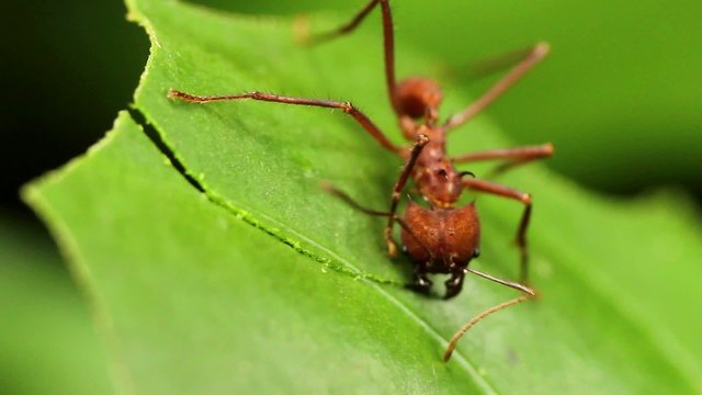 Leaf cutter ants (Atta sp.) in the rainforest, Ecuador