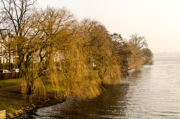 trauerweiden im Winter bei Nebel