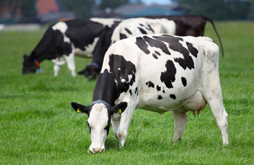 dairy cows grazing on a pasture in Friesland(Holland)