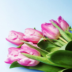Obraz premium The pink tulips on a blue background