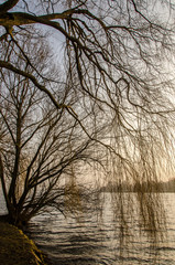 Obraz premium Silhouette Trauerweide im Winter