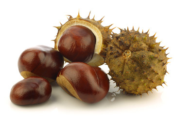 chestnuts(Aesculus hippocastanum) and some shells on a white bac