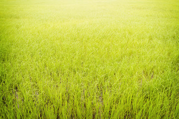 Obraz premium rice paddy field