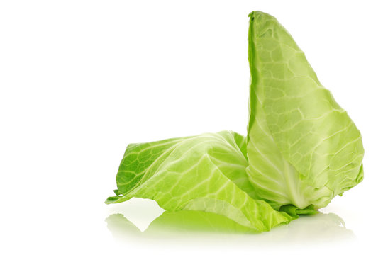 a fresh harvested green pointed cabbage on a white background