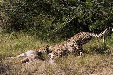 Cheetah Dragging His Kill
