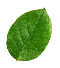 Obraz premium fresh green leaf on a white background