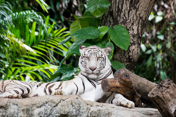 White tiger on a rock in zoo