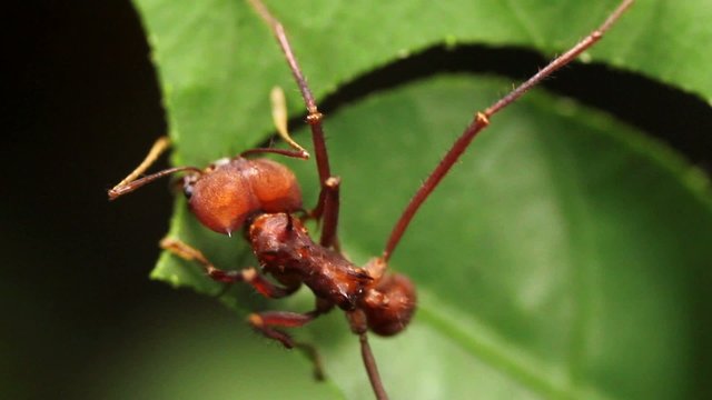 Leaf cutter ants (Atta sp.) in the rainforest, Ecuador
