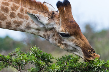 Obraz premium Giraffe (Giraffa camelopardalis) Feeding