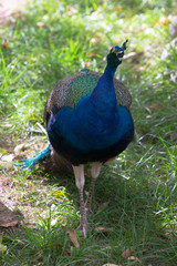 The male peacock on a green grass