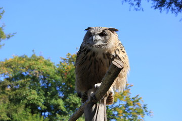 the owl