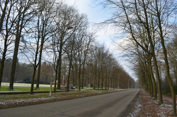 Asphalt road lined by trees in Leopoldsburg