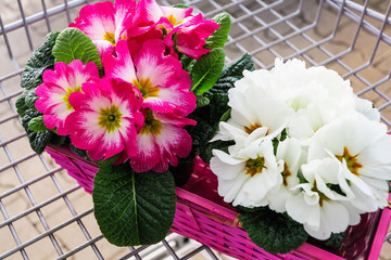 Frühling im Einkaufswagen