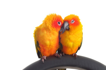 Isolated of lovely Sun Conure in pair