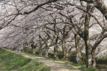 Fototapeta na wymiar 桜並木の散歩道