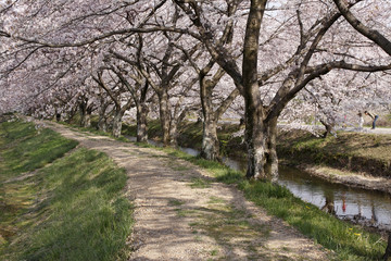 桜並木の散歩道