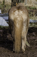 Vernachl&auml;ssigte Pferde 5