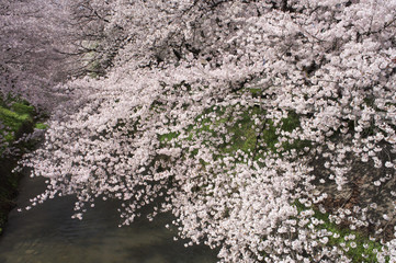川をおおう桜の群生