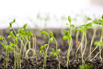 sprouts