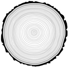 Fototapeta premium Tree rings saw cut tree trunk background.