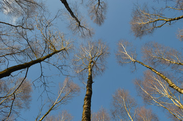 Fototapeta premium Tall birch tree stems against blue sky