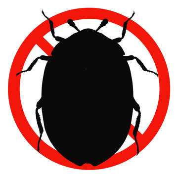 Anthrenus Muzeorum, Carpet Beetles