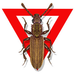 oryzaephilus surinamensis,Saw-toothed Grain Beetle