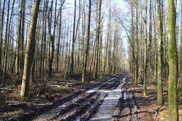 snowy trail through planted forest in northern Limburg