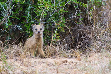 The Yellow Mongoose (Cynictis penicillata)