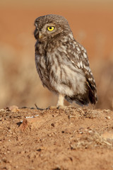 Little Owl ( Athene noctua) sunbathing . Spain