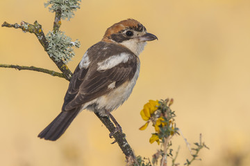 Shrike ( Lanius senator) perched on a branch