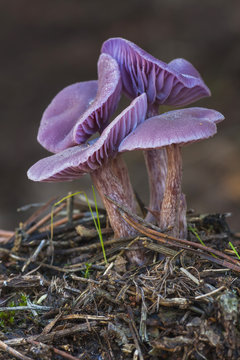 Laccaria amethystina growing in the forrest