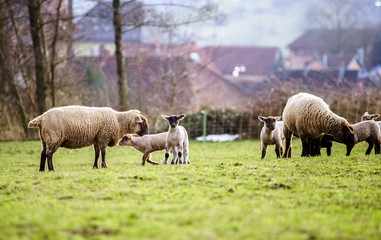 Fototapeta premium Cute lambs with adult sheeps in the winter field