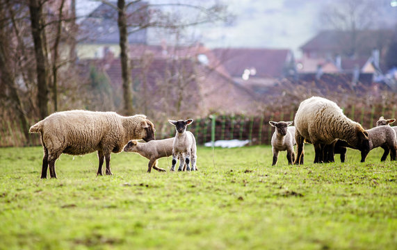 Cute lambs with adult sheeps in the winter field