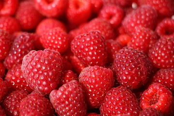 Fresh red raspberry