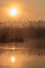 Naklejka premium sunrise among reeds