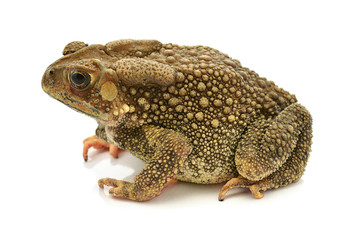 Asian common toad on white
