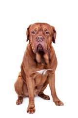 Dog of Dogue De Bordeaux isolated on white