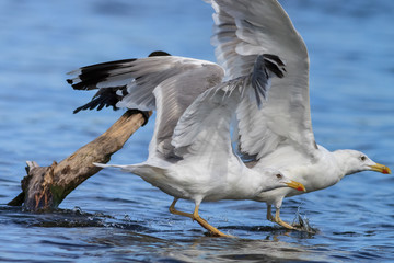 seagulls in flight