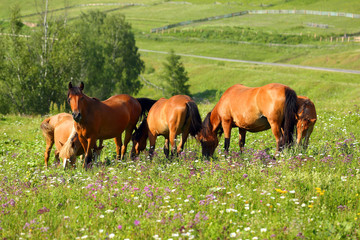 Naklejka na ściany i meble horses grazing on summer meadow