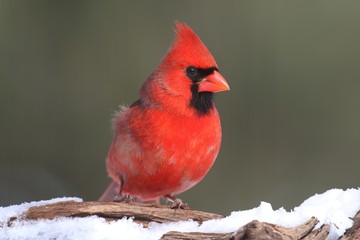 Cardinal In Snow